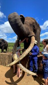 Auszeit Südafrika Elefant