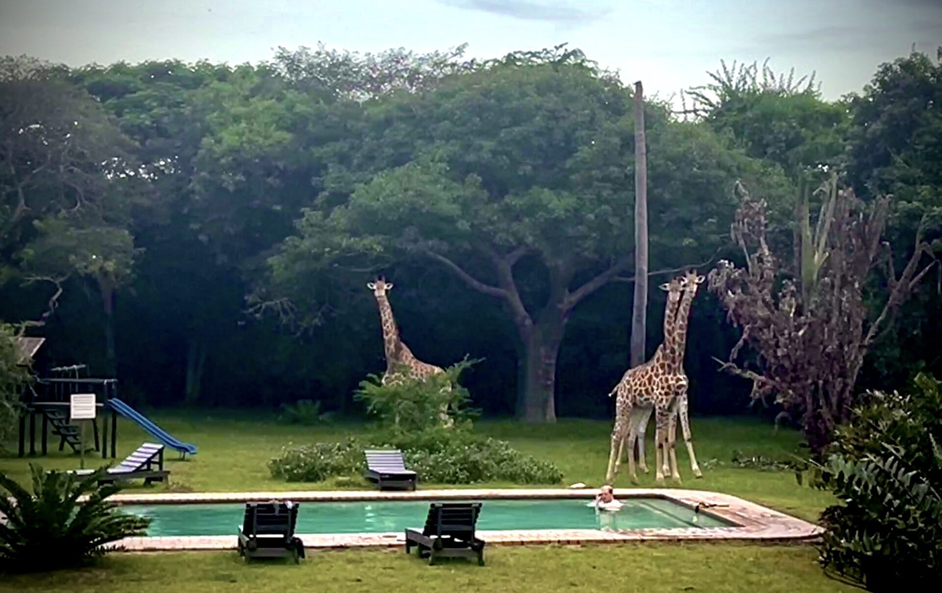 Auszeit Südafrika Giraffen